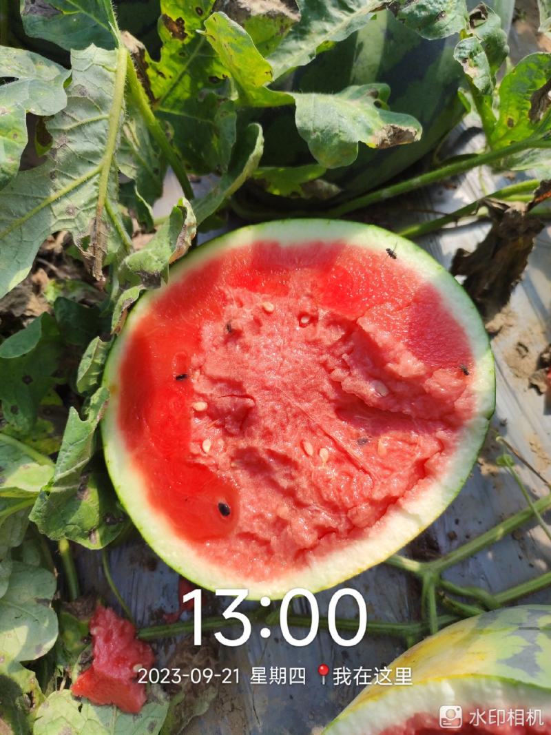 甜王西瓜