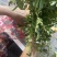 油柑花纯手工制作而成是过中秋必备神器已经和多家超市合作