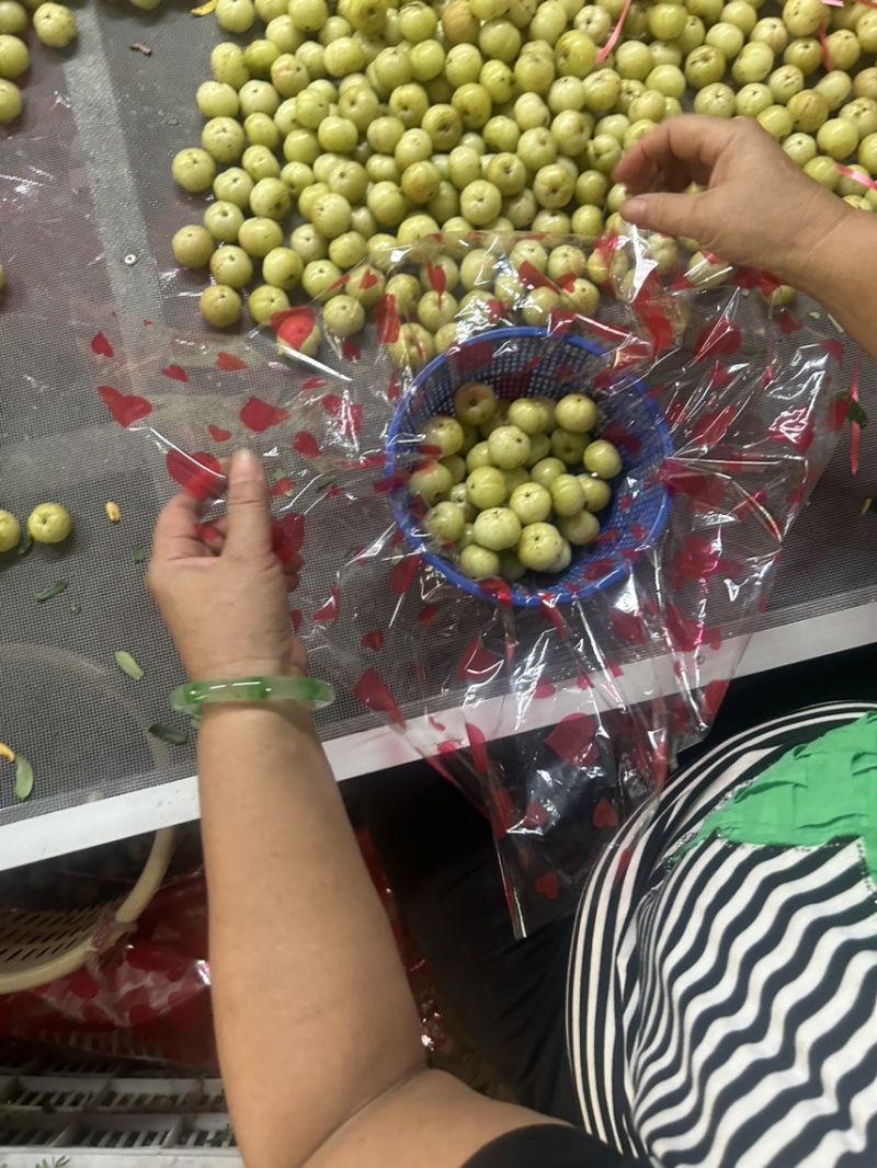 油柑花纯手工制作而成是过中秋必备神器已经和多家超市合作