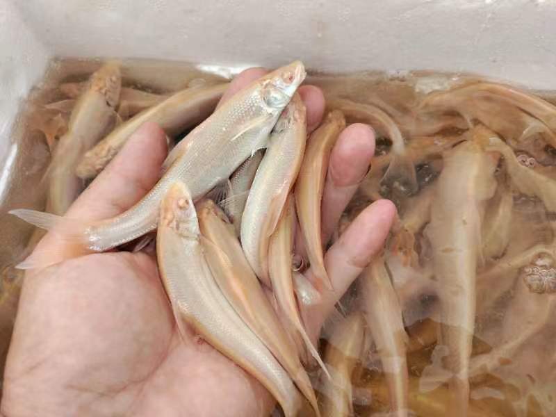 淡水鱼银鳕鱼，产地直发，品质保证，可视频看货，欢迎选购
