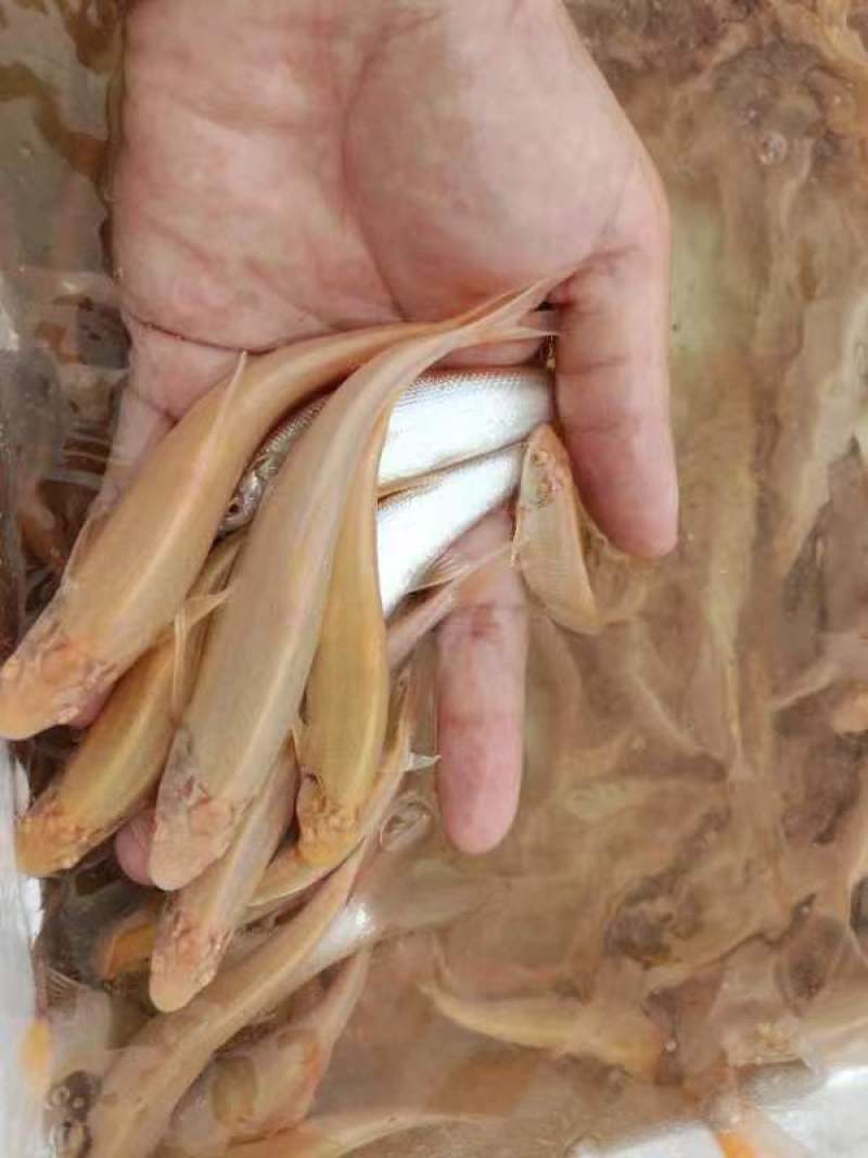 淡水鱼银鳕鱼，产地直发，品质保证，可视频看货，欢迎选购