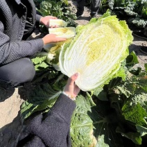 河北黄心大白菜产地直发大量上市新鲜。价格美丽