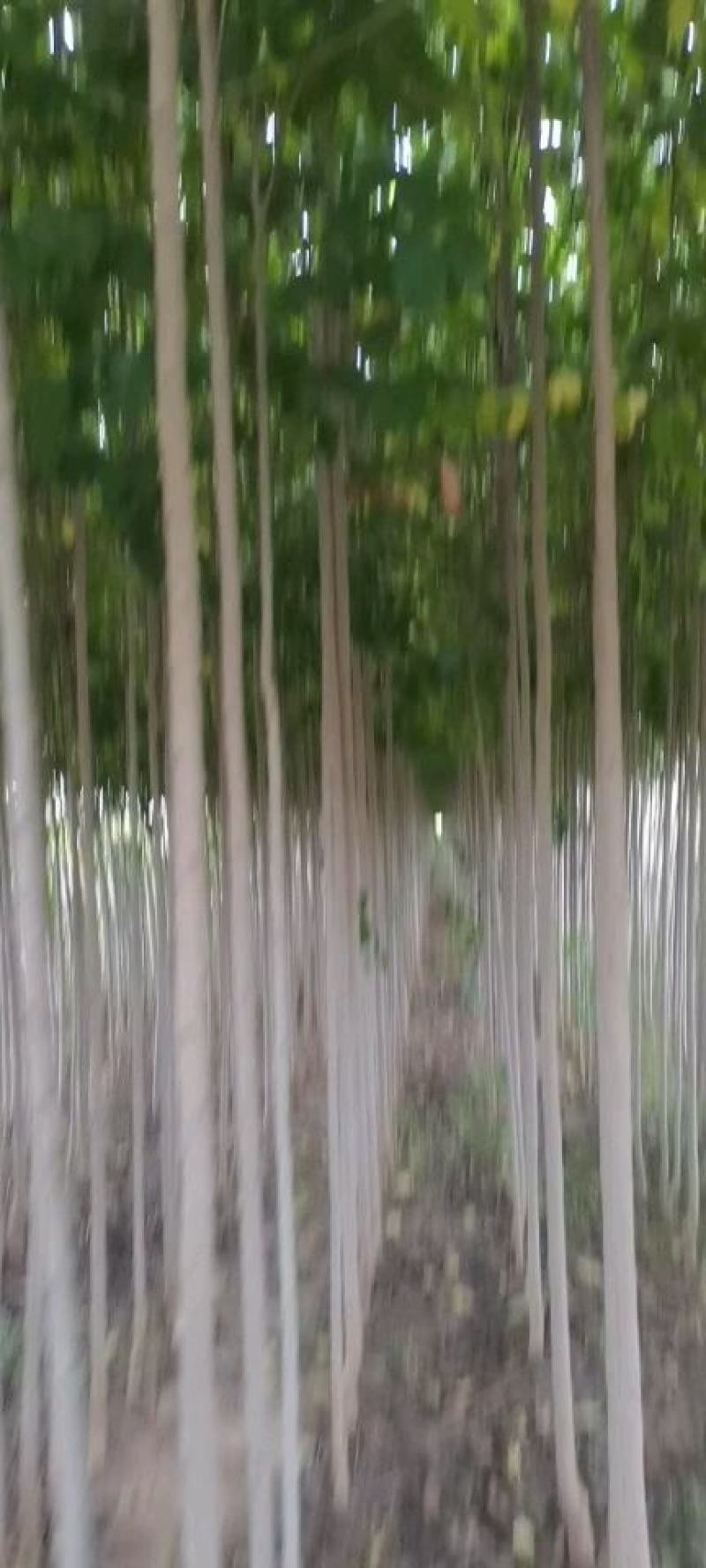 【清地处理】4至5公分杜仲树苗低价处理
