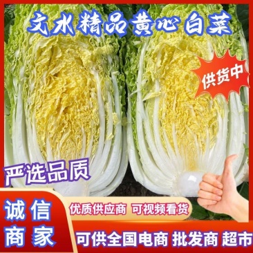 山西白菜精品黄心白菜产地直供量大从优实力代发全国