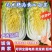 山西白菜精品黄心白菜产地直供量大从优实力代发全国