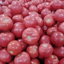 精品西红柿，产地直发，大量供货，欢迎采购