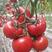 山东潍坊寿光大红西红柿种子苗大红番茄种子苗大红石头番茄