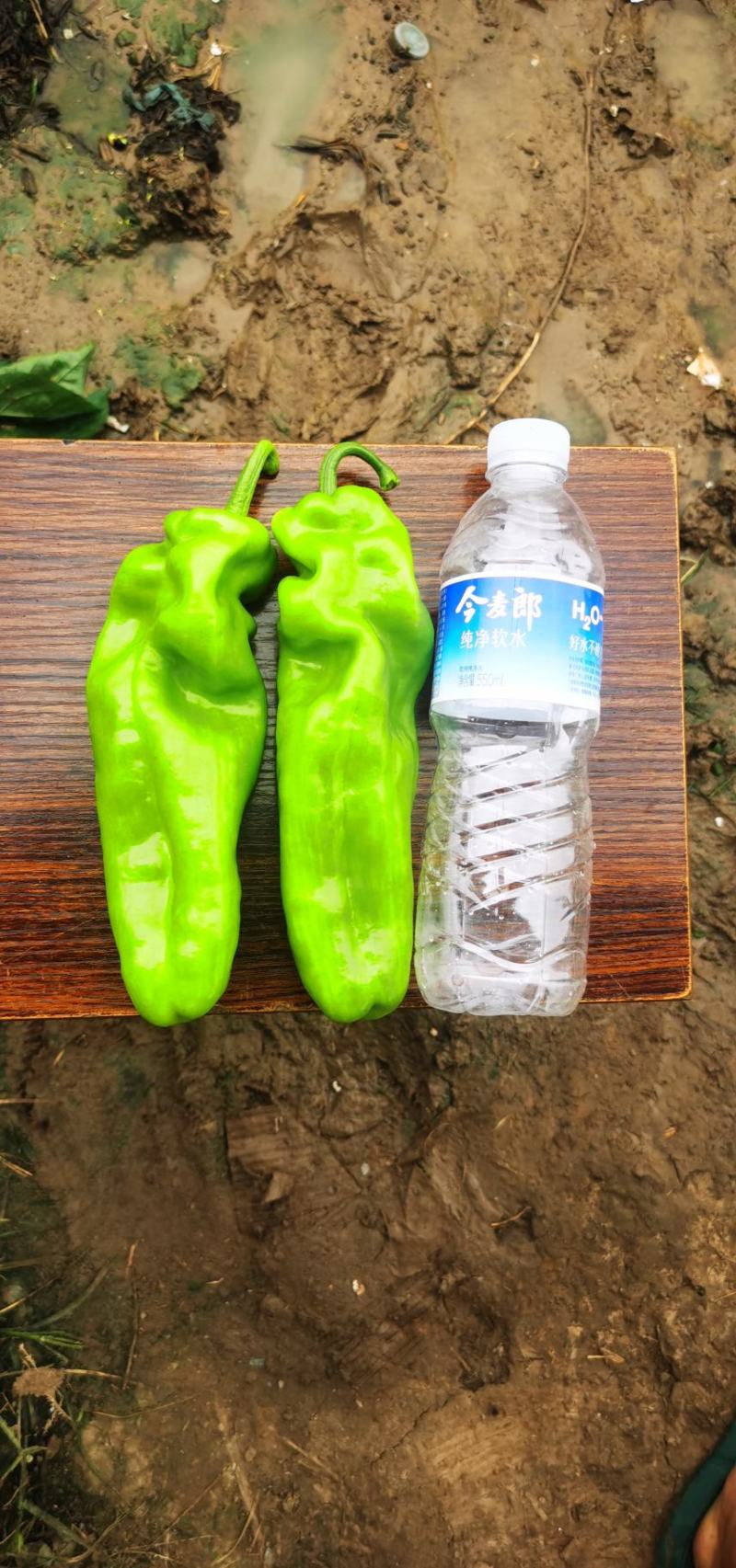 上蔡县大棚精品青皮黄皮泡椒大量上市中产地一手货源欢迎来电
