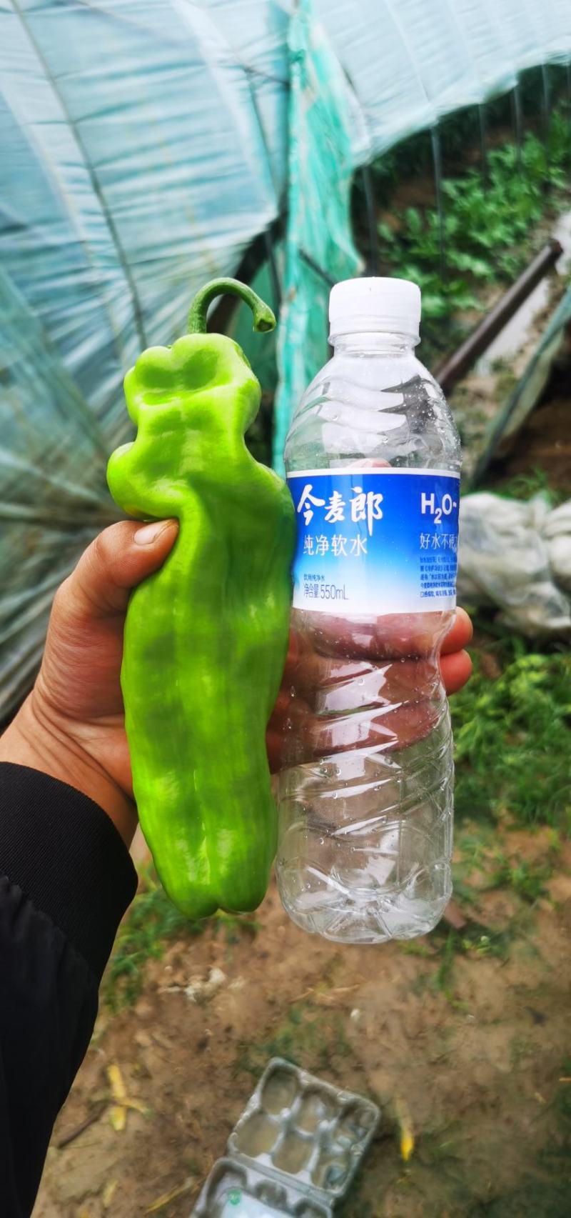 上蔡县大棚精品青皮黄皮泡椒大量上市中产地一手货源欢迎来电
