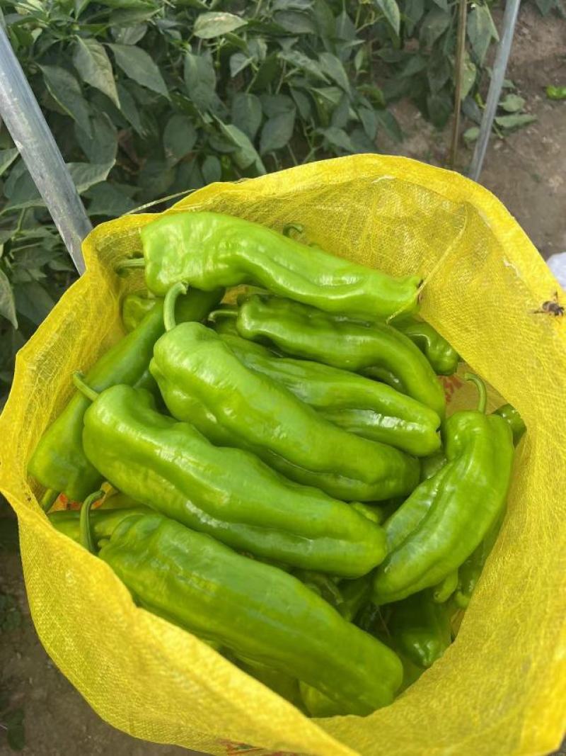 上蔡县大棚精品青皮黄皮泡椒大量上市中产地一手货源欢迎来电