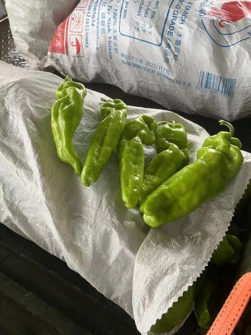 上蔡县大棚精品青皮黄皮泡椒大量上市中产地一手货源欢迎来电
