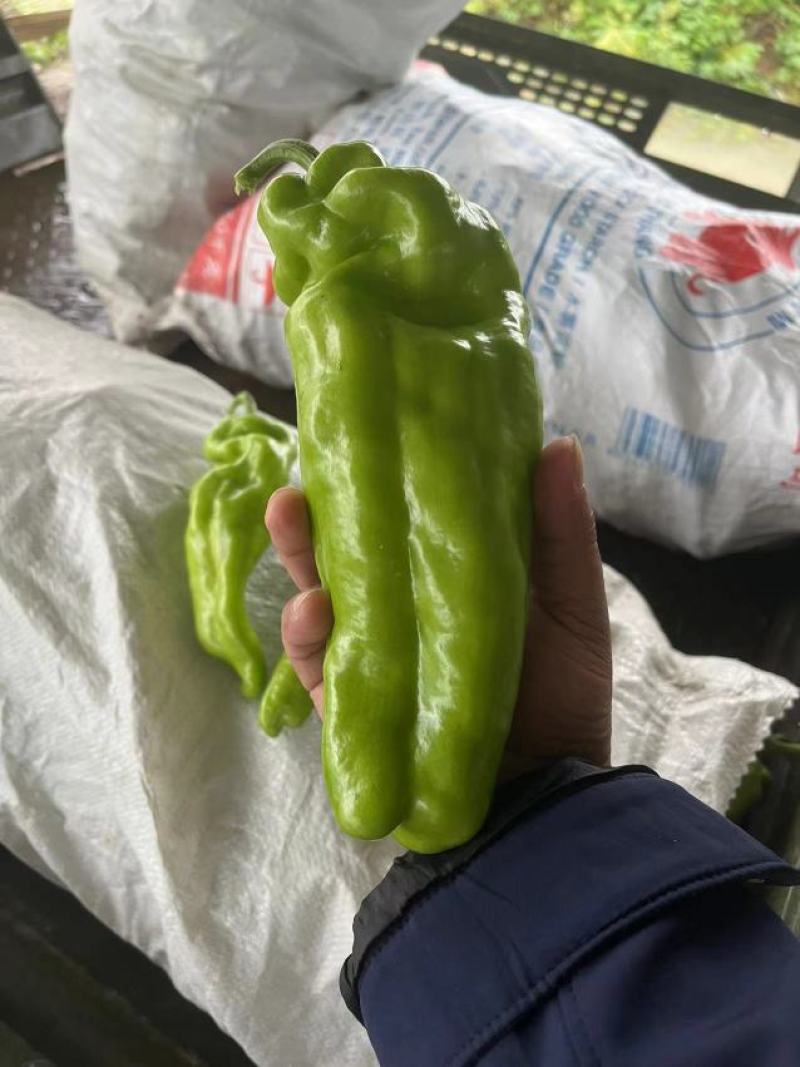 上蔡县大棚精品青皮黄皮泡椒大量上市中产地一手货源欢迎来电