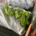 上蔡县大棚精品青皮黄皮泡椒大量上市中产地一手货源欢迎来电