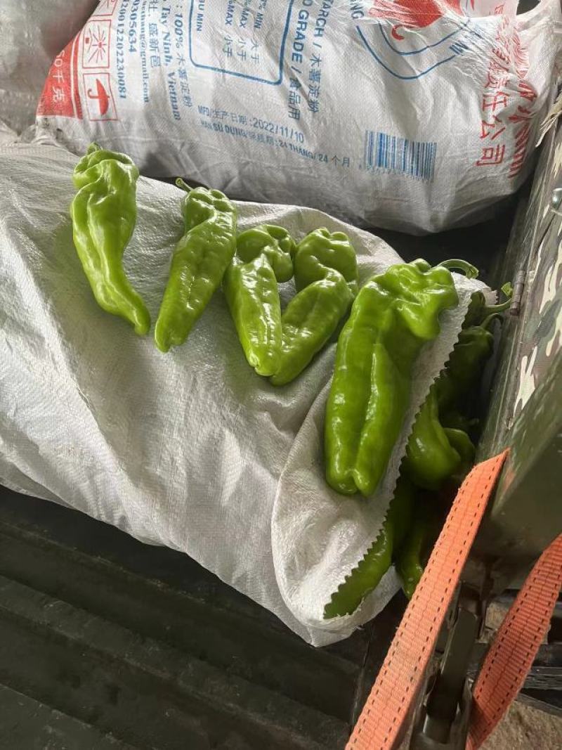 上蔡县大棚精品青皮黄皮泡椒大量上市中产地一手货源欢迎来电
