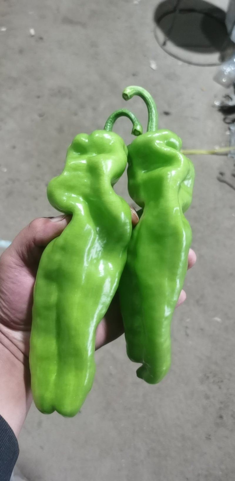 上蔡县大棚精品青皮黄皮泡椒大量上市中产地一手货源欢迎来电