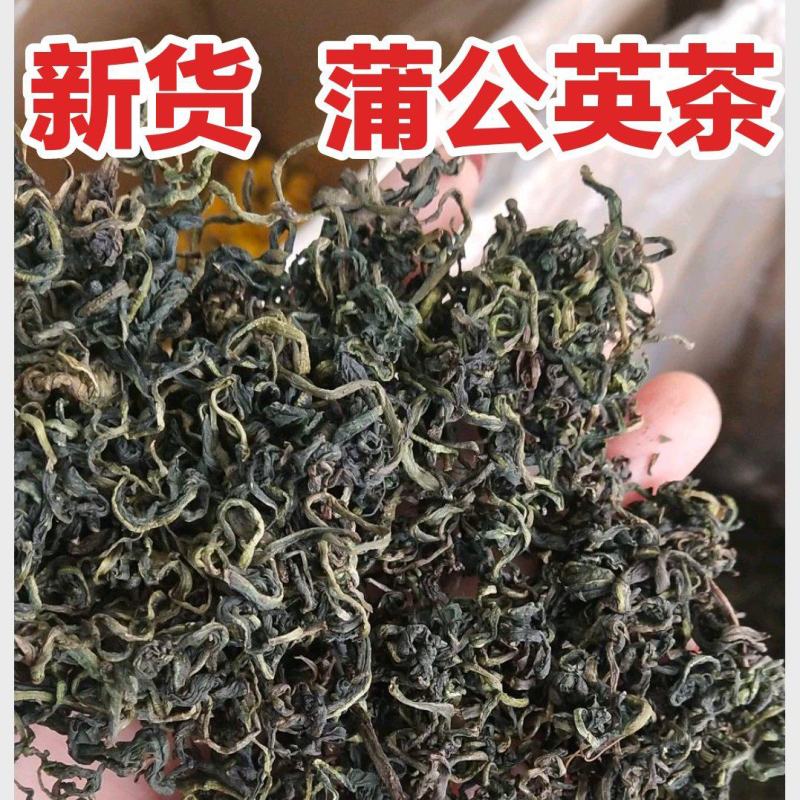 2024新货蒲公英茶整棵蒲公英新鲜泡水婆婆丁茶