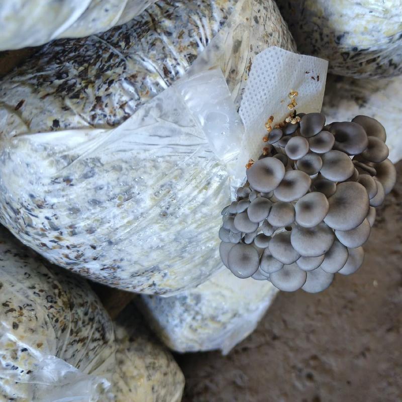 精品秀珍菇大量有货，全国发货