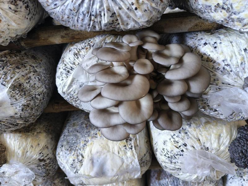 精品秀珍菇大量有货，全国发货