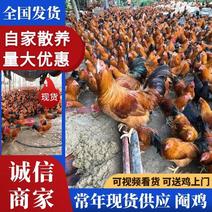 《祝氏三黄阉鸡》广东茂名大量现货供应吃杂粮两百多天