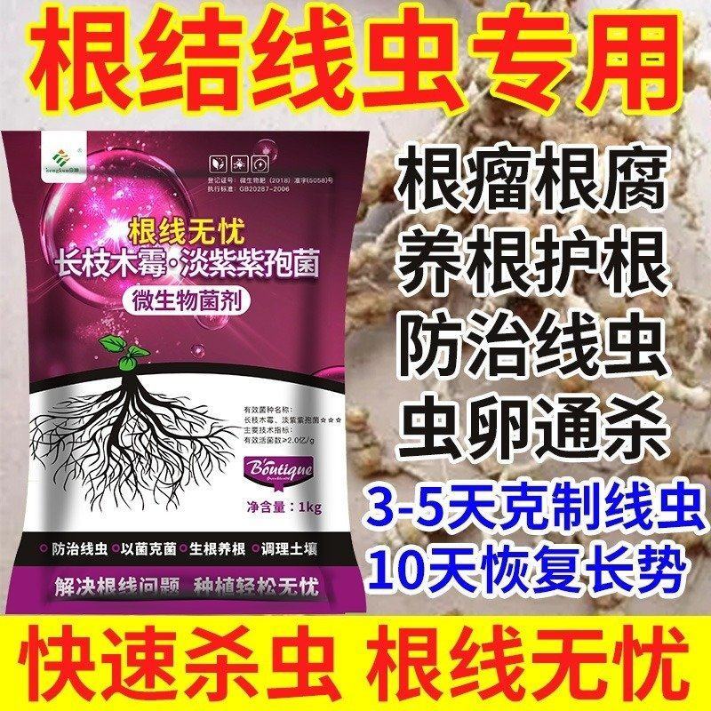 专治根结线虫淡紫拟青霉菌淡紫紫孢菌防治根结线虫养根护根