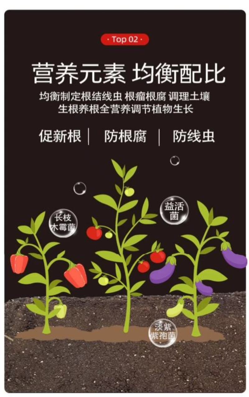 专治根结线虫淡紫拟青霉菌淡紫紫孢菌防治根结线虫养根护根