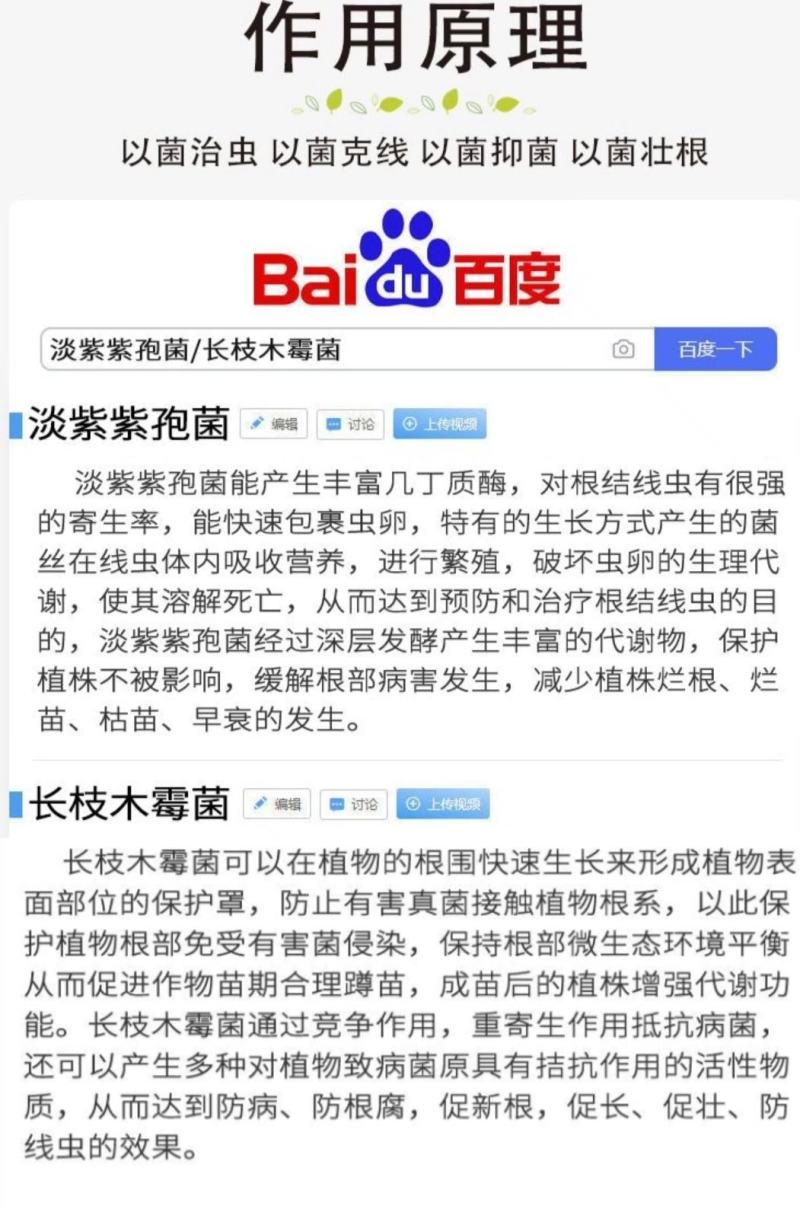 专治根结线虫淡紫拟青霉菌淡紫紫孢菌防治根结线虫养根护根