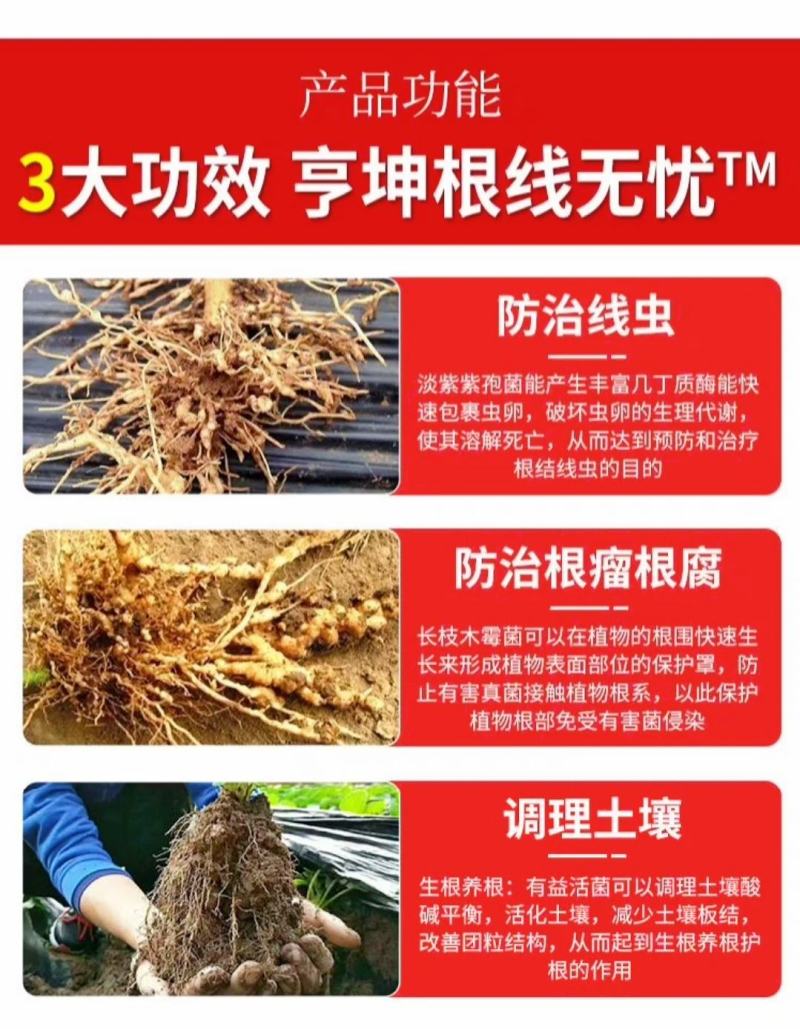 专治根结线虫淡紫拟青霉菌淡紫紫孢菌防治根结线虫养根护根