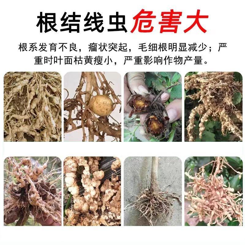 专治根结线虫淡紫拟青霉菌淡紫紫孢菌防治根结线虫养根护根