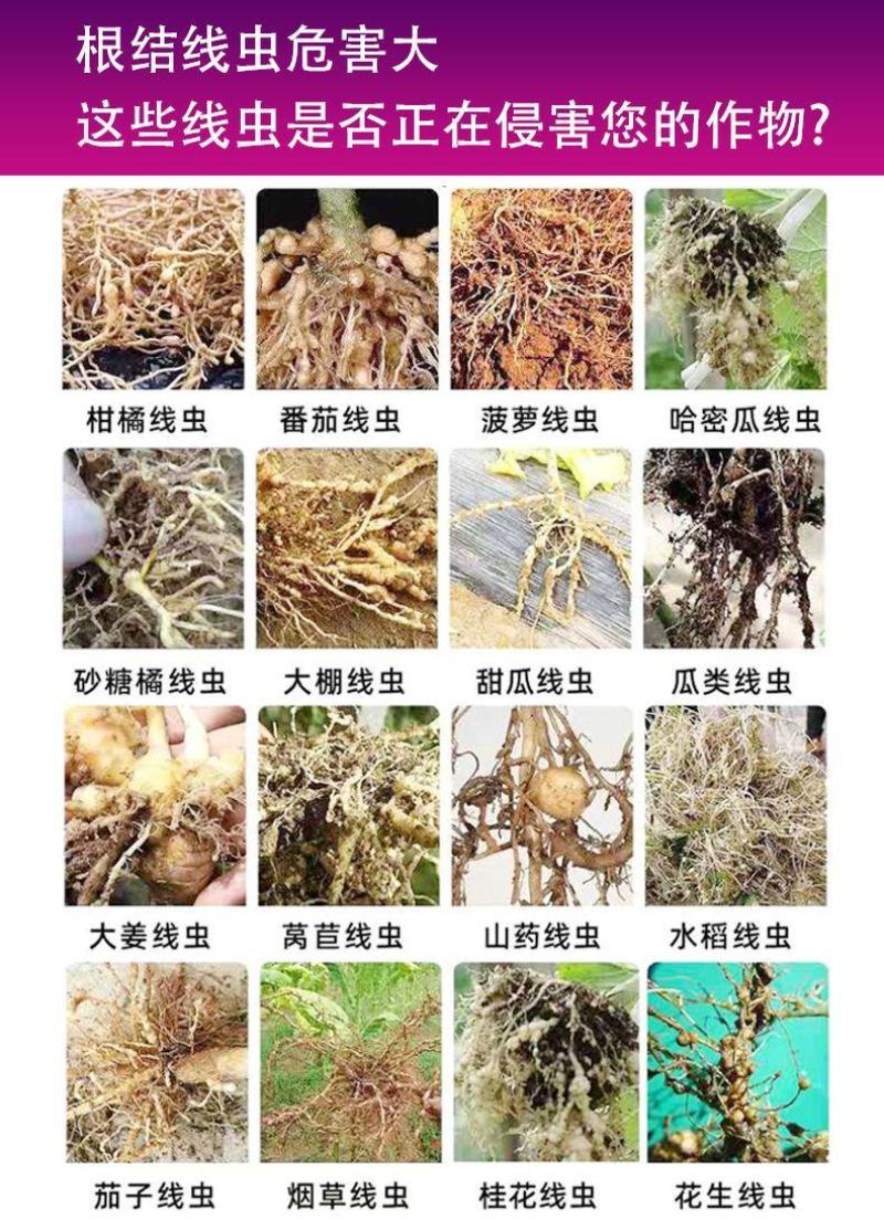专治根结线虫淡紫拟青霉菌淡紫紫孢菌防治根结线虫养根护根