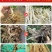 专治根结线虫淡紫拟青霉菌淡紫紫孢菌防治根结线虫养根护根