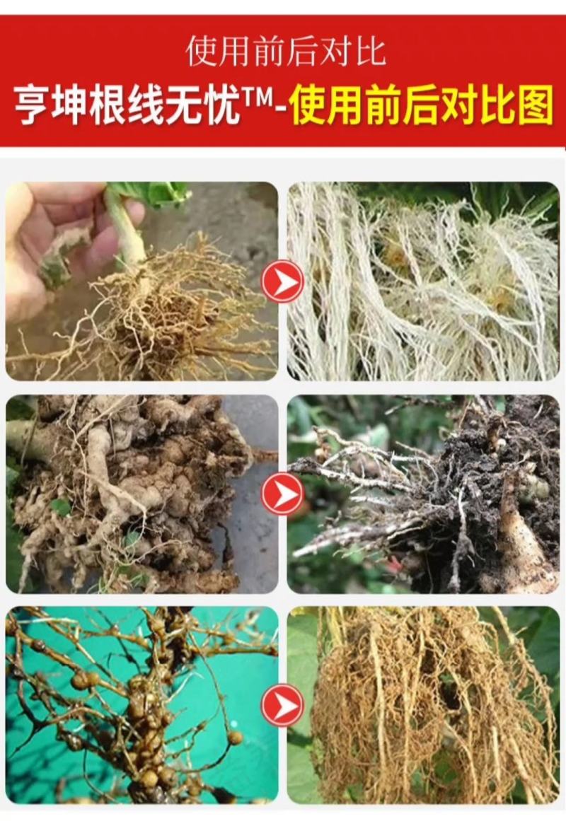 专治根结线虫淡紫拟青霉菌淡紫紫孢菌防治根结线虫养根护根