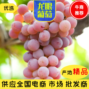 产地直供龙眼葡萄5斤10斤批发市场团购电商果