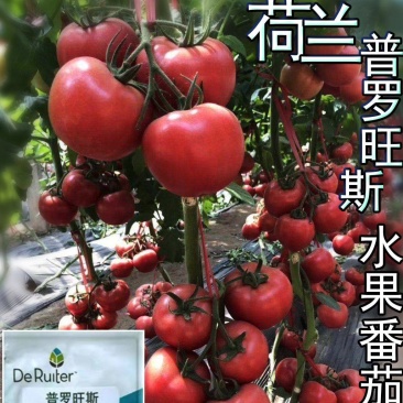 预售普罗旺斯西红柿苗粉果沙瓤越冬早春种植水果西红柿