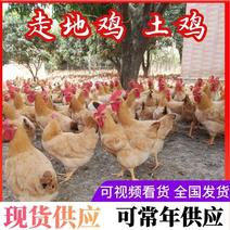 《土鸡》走地鸡广东茂名农户自家散养常年供应对接附近客