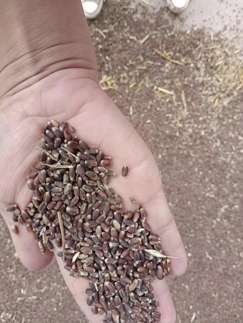 黑小麦，黑麦，紫小麦，紫麦种子，保证质量和发芽率，价优