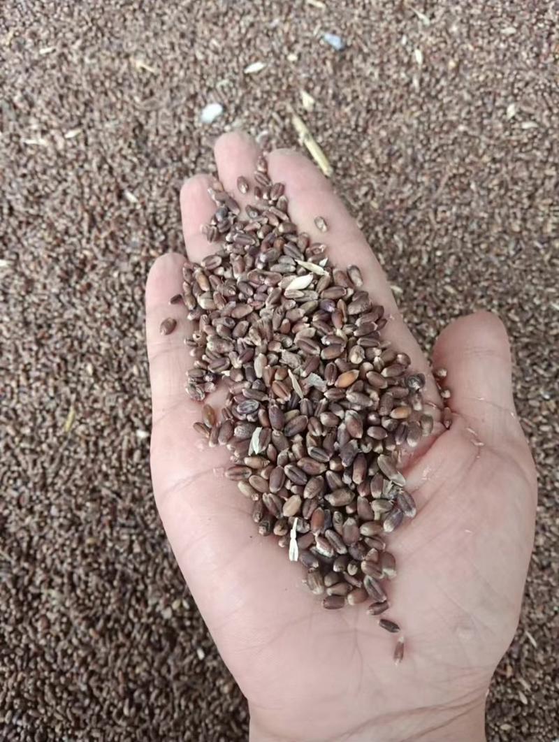 黑小麦，黑麦，紫小麦，紫麦种子，保证质量和发芽率，价优