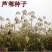 水生植物芦苇种子耐旱易活新采芦苇细叶粗叶庭院园林净化