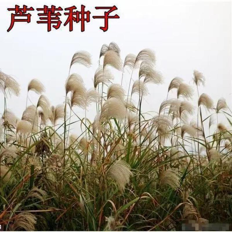 水生植物芦苇种子耐旱易活新采芦苇细叶粗叶庭院园林净化