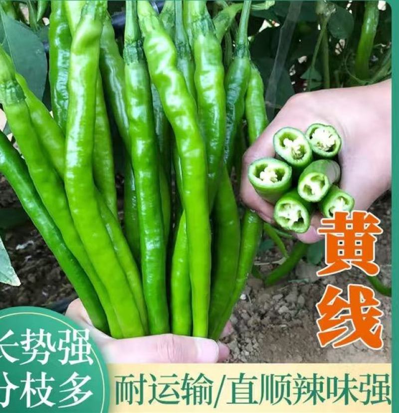 黄线椒种子青线椒种子加长薄皮软皮早熟高产抗病线椒