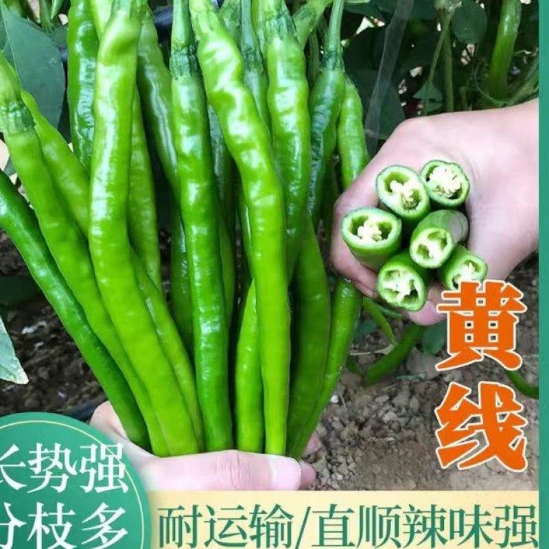 黄线椒种子青线椒种子加长薄皮软皮早熟高产抗病线椒