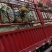 青桑叶
