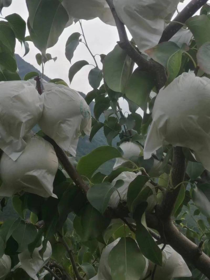 雪花梨半斤起汉源