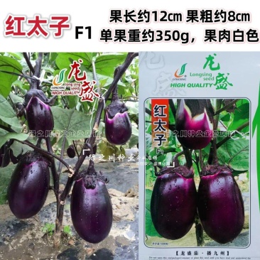 龙盛红太子茄子种子一代杂交早熟果肉白色紫红圆茄种子