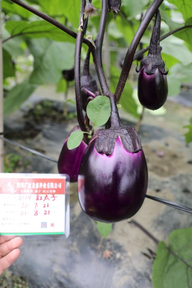 龙盛红太子茄子种子一代杂交早熟果肉白色紫红圆茄种子