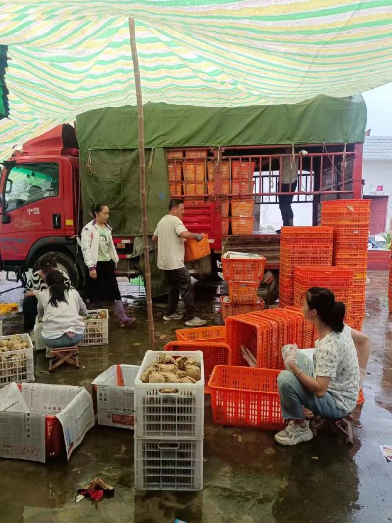 汉中丰水梨黄金梨套袋日供3O万斤】自产自销代发全国现货