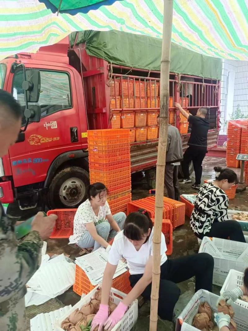 汉中丰水梨黄金梨套袋日供3O万斤】自产自销代发全国现货