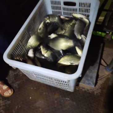 鲫鱼自养自销品种优良生长快抗病力强欢迎定购。