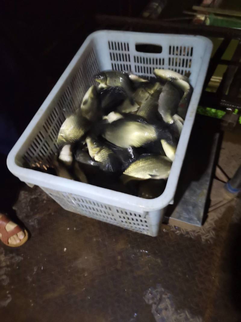 鲫鱼自养自销品种优良生长快抗病力强欢迎定购。
