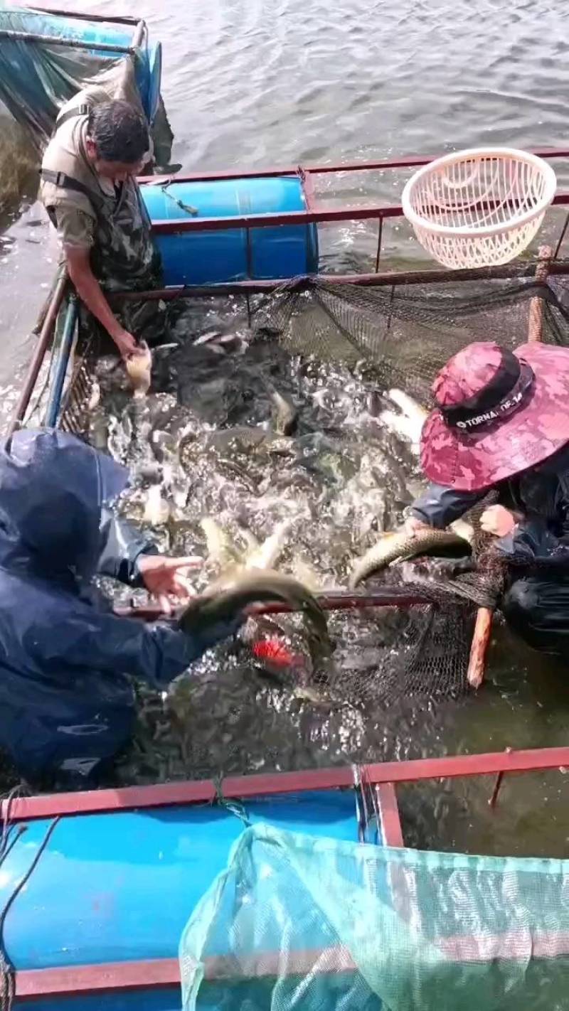 鲫鱼自养自销品种优良生长快抗病力强欢迎定购。
