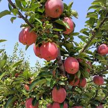红星苹果大量上市产地直供品质保证全国发货